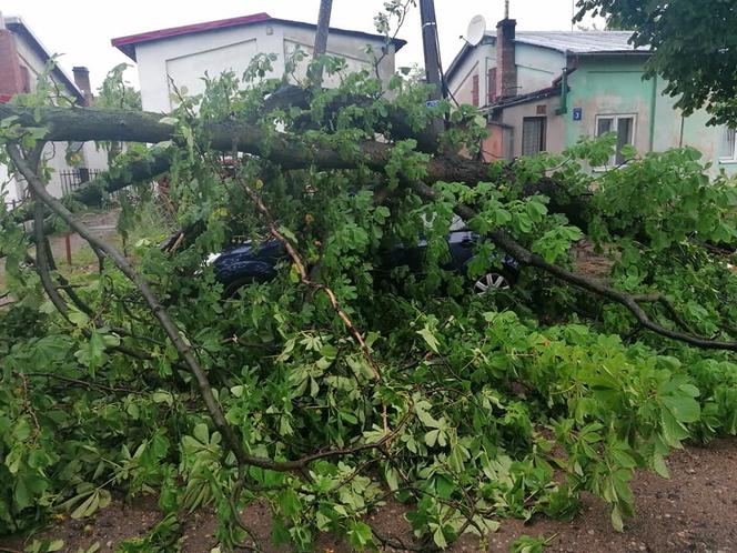 Drzewo przygniotło auto! Gdzie są burze w Płocku i okolicach?