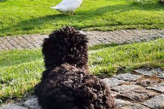 Tak mieszka Borys Budka z żoną i córką. Ma piękny ogród