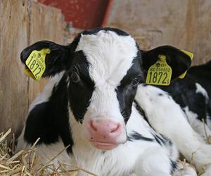 Niepewna przyszłość małych mleczarni w Polsce. Może dojść do ograniczenia hodowli