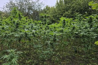 Prawie 40 kilogramów narkotyków i dwie duże plantacje. Dwaj zatrzymani w Starachowicach i gminie Brody