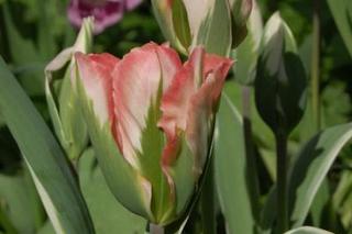 Tulipany z zielonym paskami na płatkach