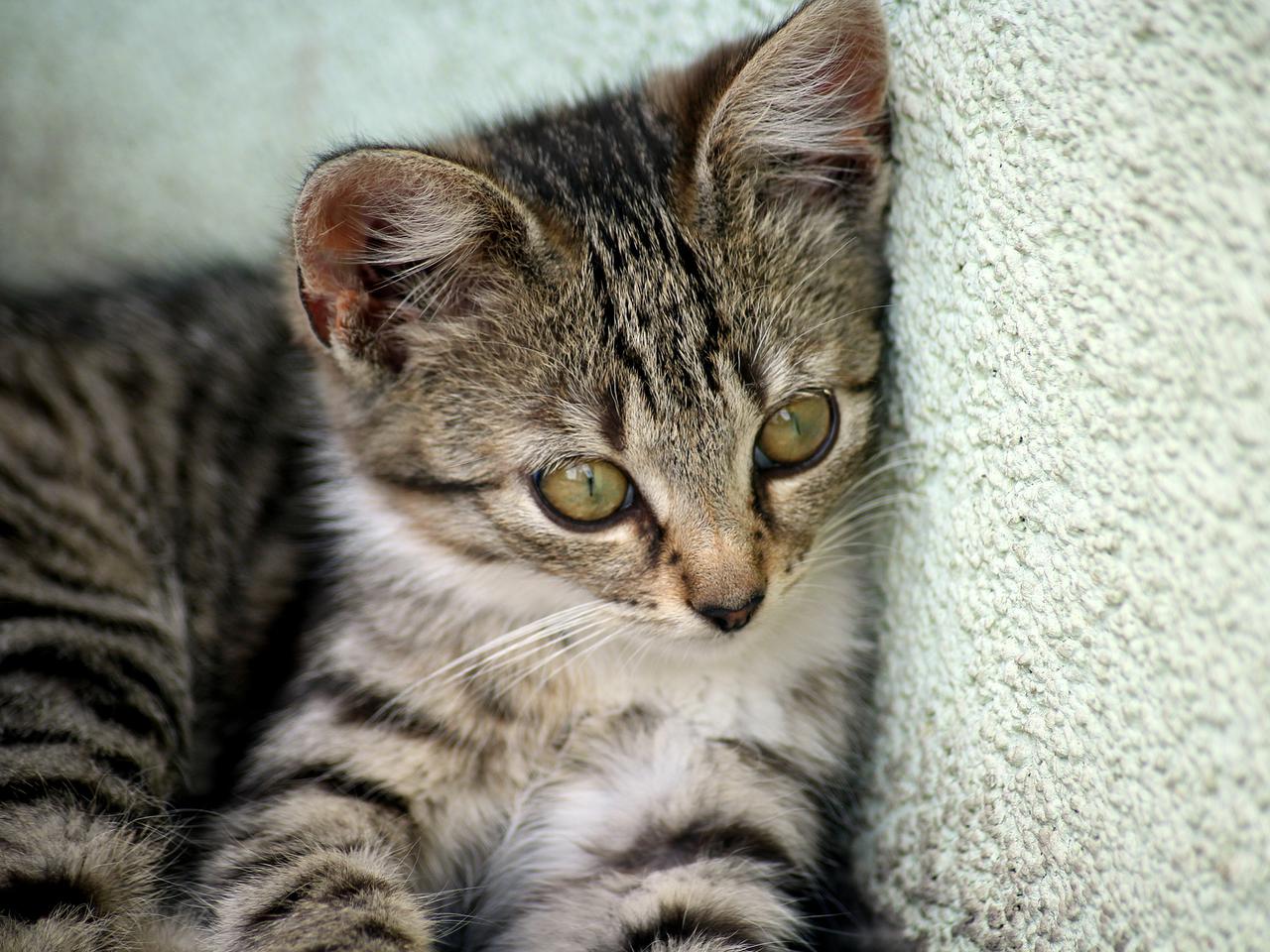 Płock. Zakleił karton z kotkami w środku. Później zostawił go na słońcu! [ZDJĘCIA]