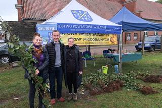  Akcji Sadzenia Drzew Miododajnych w powiecie iławskim zakończona sukcesem