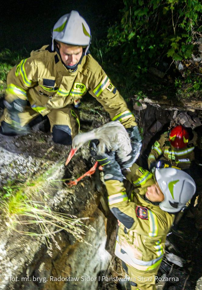 Bocian wpadł do 24-metrowego komina. Strażacy ratowali go 3 godziny [ZDJĘCIA]. 