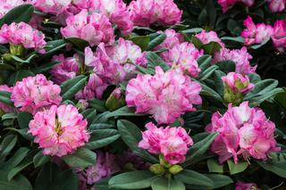 Rozmnażanie rododendronów - kiedy i jak rozmnażać rododendrony? 