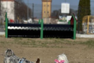 Psi wybieg w Kościanie 