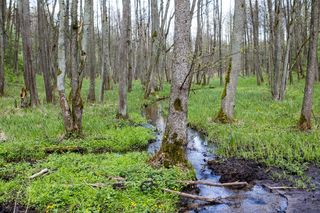Źródliska nad Szeszupą