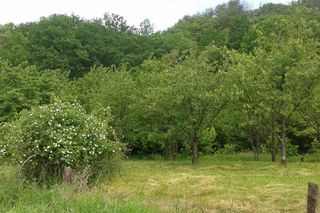 W Kujawkso-Pomorskiem są takie góry, które sam czart usypał. Tak przynajmniej mówi jedna z legend dotyczących Diabelców 