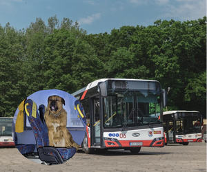 O psie, który jeździł autobusem. Niecodzienny pasażer komunikacji miejskiej 