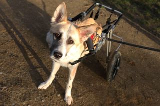 Zwierzęta ze schroniska na Paluchu