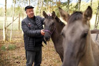 Podlaskie. Wataha wilków terroryzuje mieszkańców wioski. Zabijają zwierzęta, wchodzą na podwórko