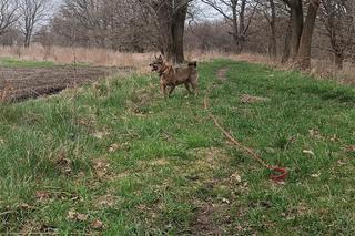 Wały nad Widawą we Wrocławiu. Idealne miejsce na wiosenny spacer we Wrocławiu. Tutaj zapomnisz o pracy