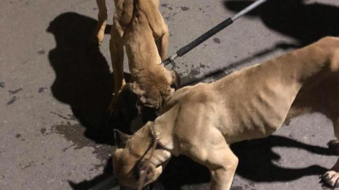 Myszków: Psy zamknięte w klatkach bez jedzenia i picia. Przerażające zdjęcia z akcji!