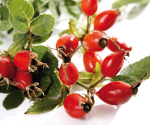 Dzika róża: niezwykle bogate źródło witaminy C. Przepisy na przetwory z róży