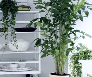 Kariota łagodna = palma orzechowa - Caryota mitis