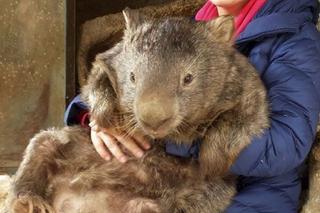 WOMBAT GIGANT