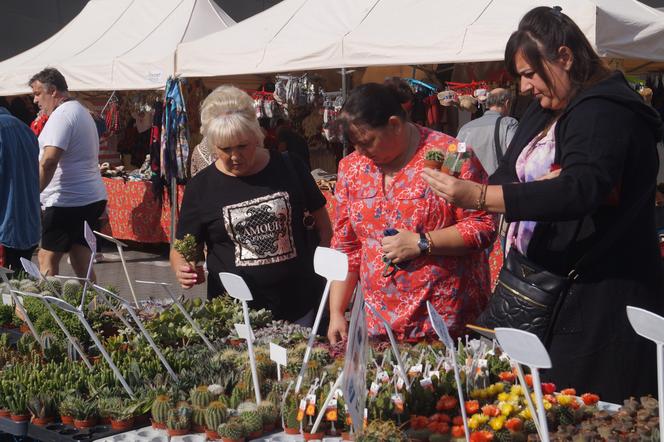 Jesienny Kiermasz Ogrodniczy 2023. Tłumy przy bydgoskim "Torbydzie" [ZDJĘCIA]