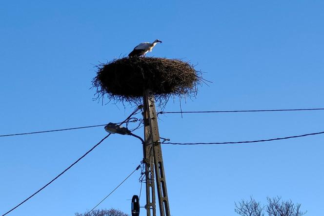 Pierwszy bocian wrócił na Mazury. Rok temu wzbudził sensację