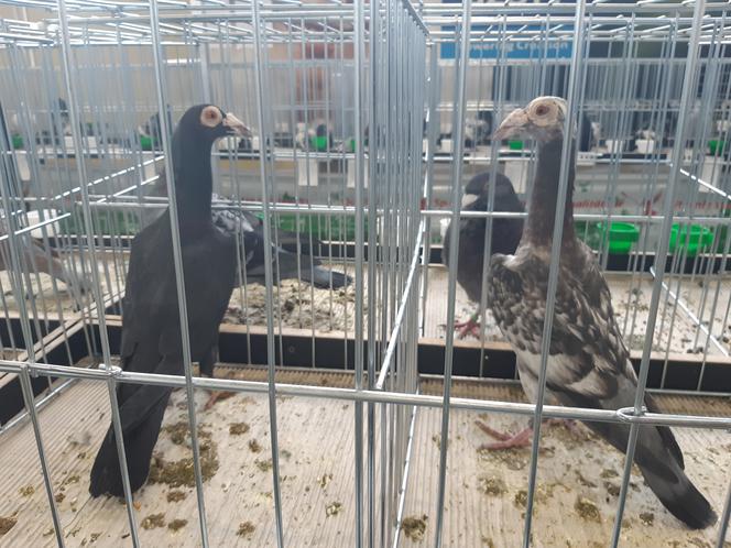 Wystawa gołębi rasowych, kur ozdobnych oraz królików hodowlanych w Tarnowie