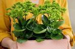 Kalanchoe