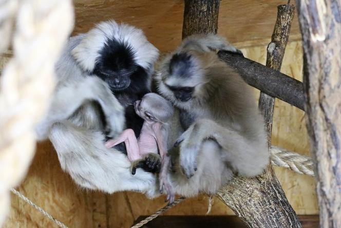 Czapki z głów! W Zoo Płock urodził się gibon czapnik! W naturze już go prawie nie ma [ZDJĘCIA]