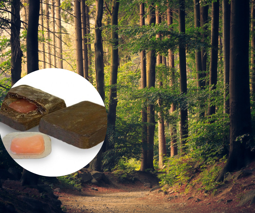 W lesie będzie można znaleźć brązowe kostki. Nie można ich dotykać! 