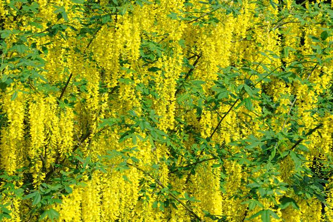 Złotokap - krzew obsypany żółtymi kwiatami. Wymagania, uprawa i zastosowanie złotokapu w ogrodzie 