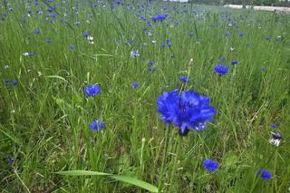 Chabrowa łąka na Podkarpaciu