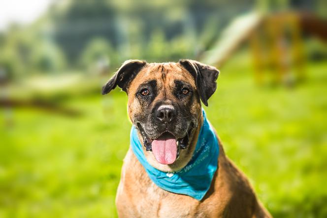 Trwa akcja Rekordowa Miska z Ceneo