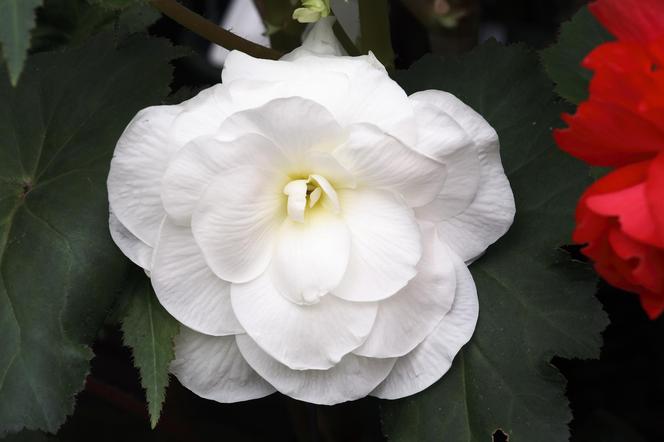 Begonia bulwiasta