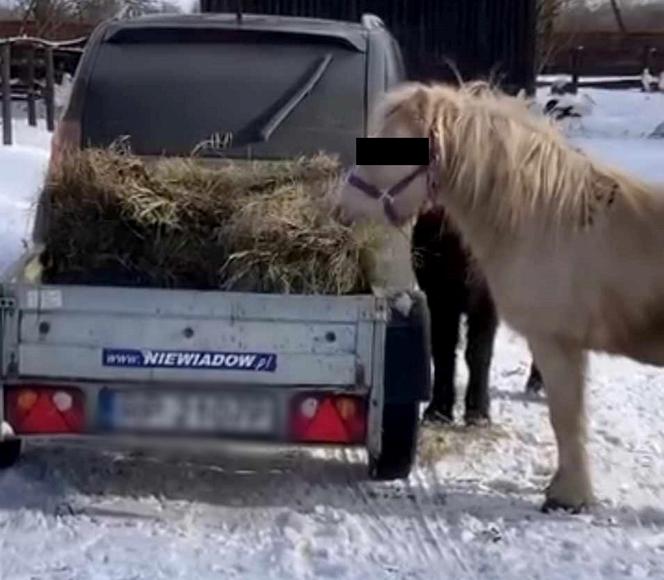 Kuce z Ady kradną sianko