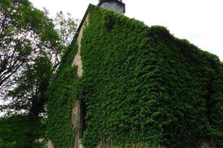 Kościół z cmentarzem na sprzedaż. „Idealnie spełni rolę sali bankietowej”