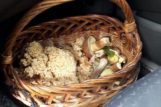 Są już grzyby w woj. lubelskim! Mieszkańcy chwalą się zbiorami