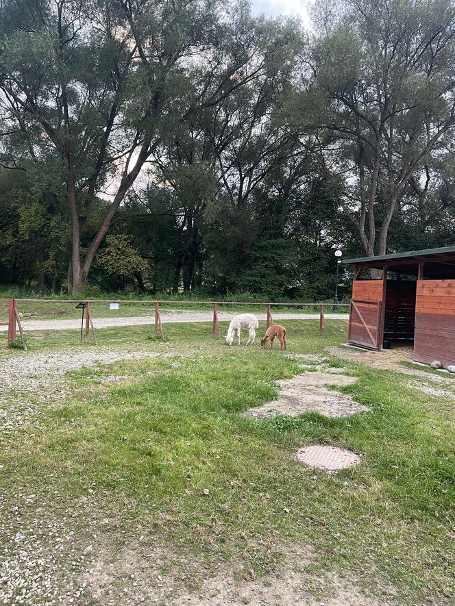 Muszyńskie ogrody zachwycają pięknem. Wyjątkowe miejsce na mapie Małopolski 