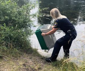 Kacza rodzina w tarapatch! Ten gest strażników miejskich uratował im życie [ZDJĘCIA]