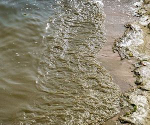 Sinice 2025. Kąpieliska nad morzem na Pomorzu. Czerwone flagi i ogłoszenia sanepidu 