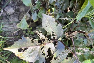 Rośliny, które lubią ślimaki: dalie