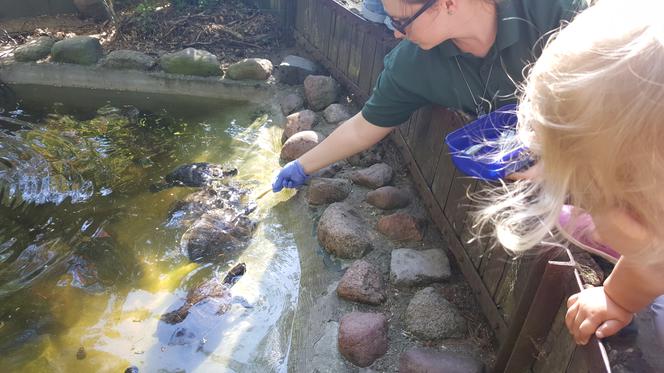 Światowy Dzień Żółwia