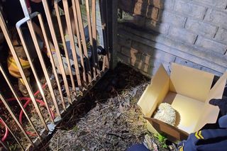 ​Nietypowa akcja strażników i strażaków z Leszna. Uratowali jeża uwięzionego w ogrodzeniu
