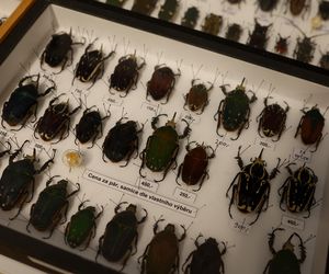 I Międzynarodowy Dzień Wymiany Owadów i Targi Entomologiczne w Bytomiu