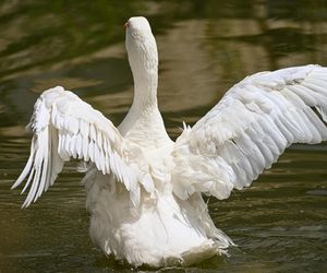W przesyłce znaleźli martwą gęś. Wyrok już zapadł, ale prokuratura robi kolejny ruch