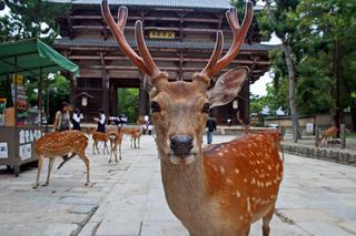 Japonia