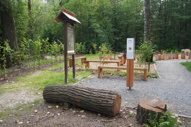 Park Leśny Tetmajera w Bronowicach