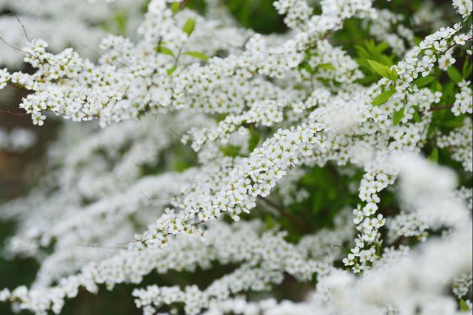 Tawuła Thunberga  - Spiraea thunbergii