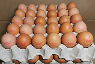 Salmonella na skorupkach jajek! GIS ostrzega – „jest ryzyko zatrucia pokarmowego”