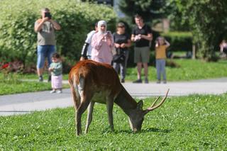 Zakopane ma problem z dzikimi zwierzętami, a turyści traktują je jak zabawki. Burmistrz ostrzega: Jeleń może człowieka przebić na wylot