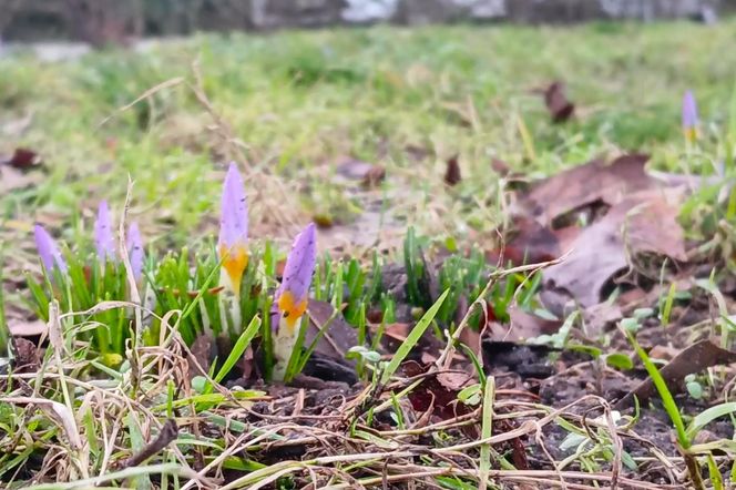 Pierwsze krokusy na Jasnych Błoniach