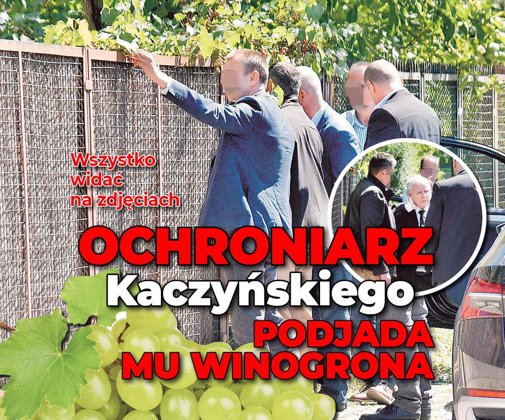 Płot Jarosława Kaczyńskiego obrośnięty winoroślą. Ochroniarze podjadają prezesowi owoce [ZDJĘCIA PAPARAZZI]