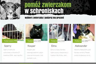 Bezdomnym zwierzakom z Warszawy i okolic teraz pomożesz przez internet