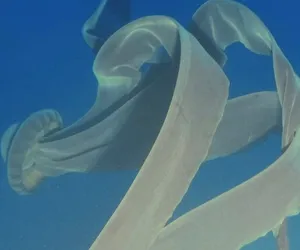 Ta meduza ma 10 metrów welonu. Wygląda jak morska panna młoda i pływa w lodowatych wodach